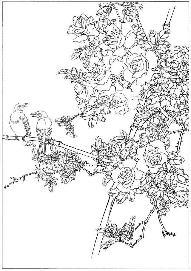 工笔花鸟白描步骤图,牡丹六尺横幅白描工笔花鸟底稿