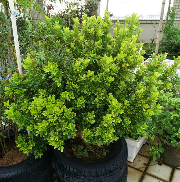 米兰花夏天怎么养护枝繁叶茂,米兰花秋冬季养护注意事项