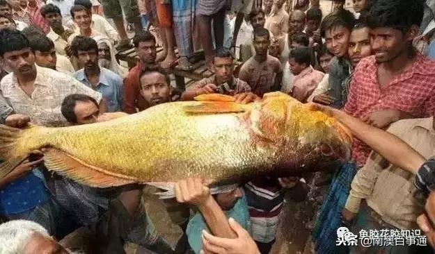 涨知识！鱼胶种类大全，不看亏大了！