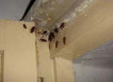 家里有蟑螂怎么彻底消除小技巧,家里出现蟑螂怎样能彻底消灭