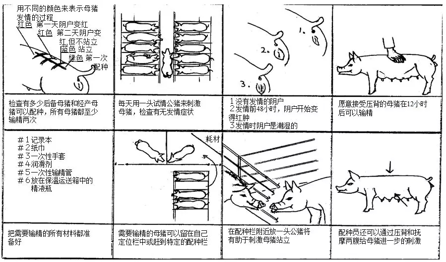 干货丨零基础教您给猪配种及配种后母猪的管理
