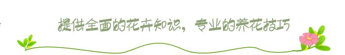 龙血树植物好养么,正宗龙血树大棵好养吗