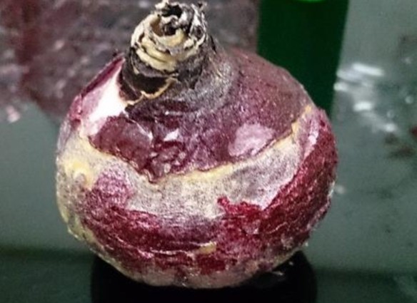 如何养殖水仙花,又到了种水仙的季节