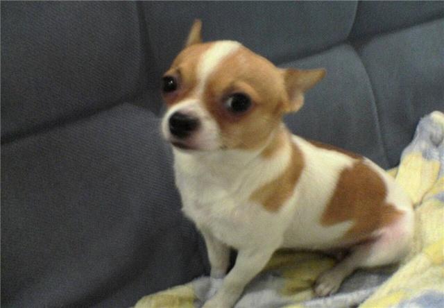 吉娃娃最大的缺点和优点,墨西哥吉娃娃的弱点