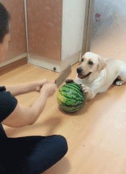 拉布拉多犬成年之后能活多少年,拉布拉多犬活多长时间