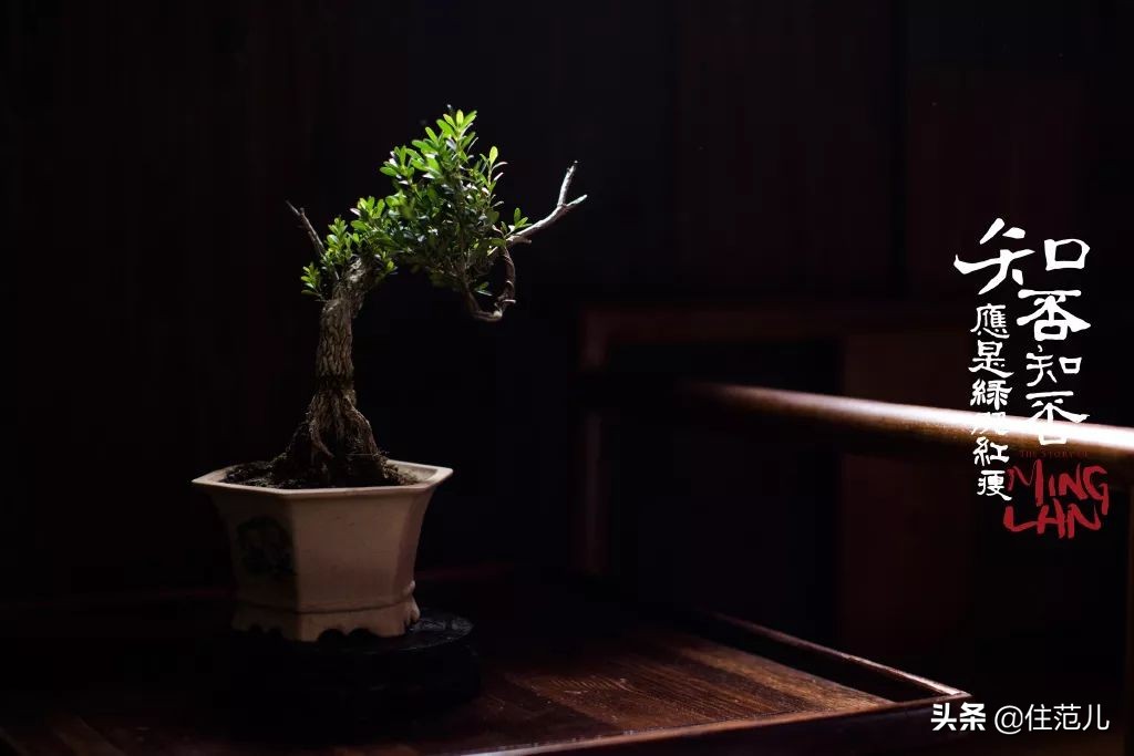 知否知否穿越千年的宋式家居美学,知否里面的宋代中式装修风格