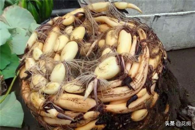 说好的碗莲呢？养了3年，连一朵花都没见，最后只收获一堆菜藕