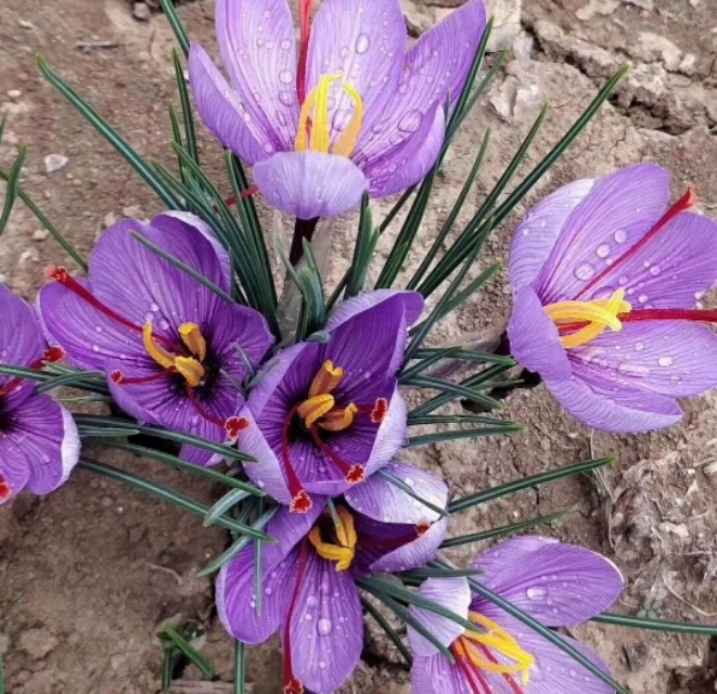 藏红花种植的前景与利润,藏红花种植项目前景如何好种吗
