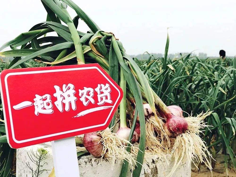 拼多多种咖啡、京东养猪、亚朵卖起了茶，互联网改造了农业什么？