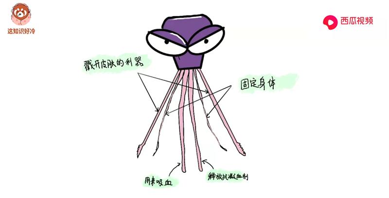 蚊子吸血被拍死针会留下吗,突然拍死蚊子针管会留在里面吗