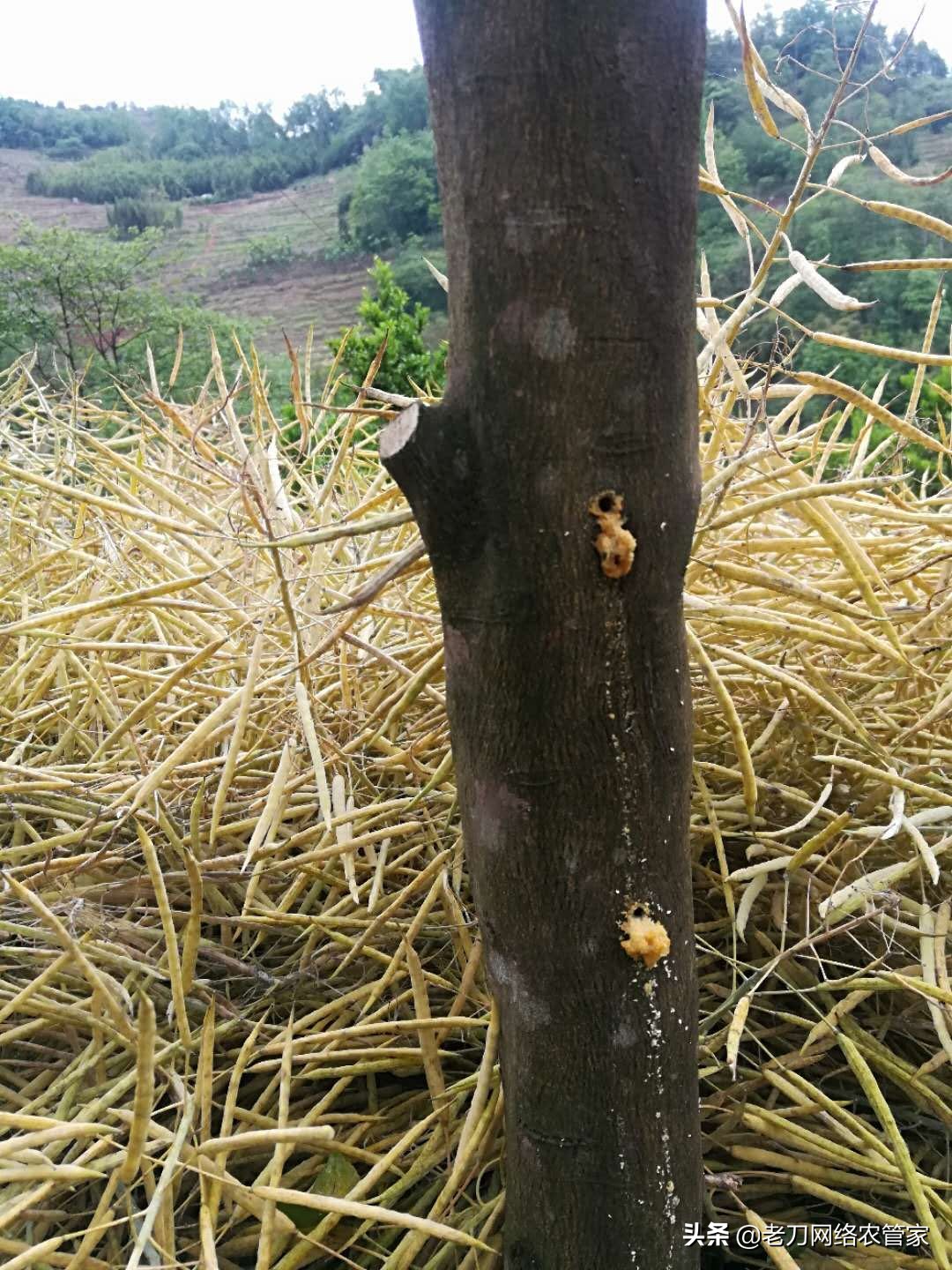 柑橘树体内的天牛什么时候防治,氯氰敌百虫治柑橘树干上天牛
