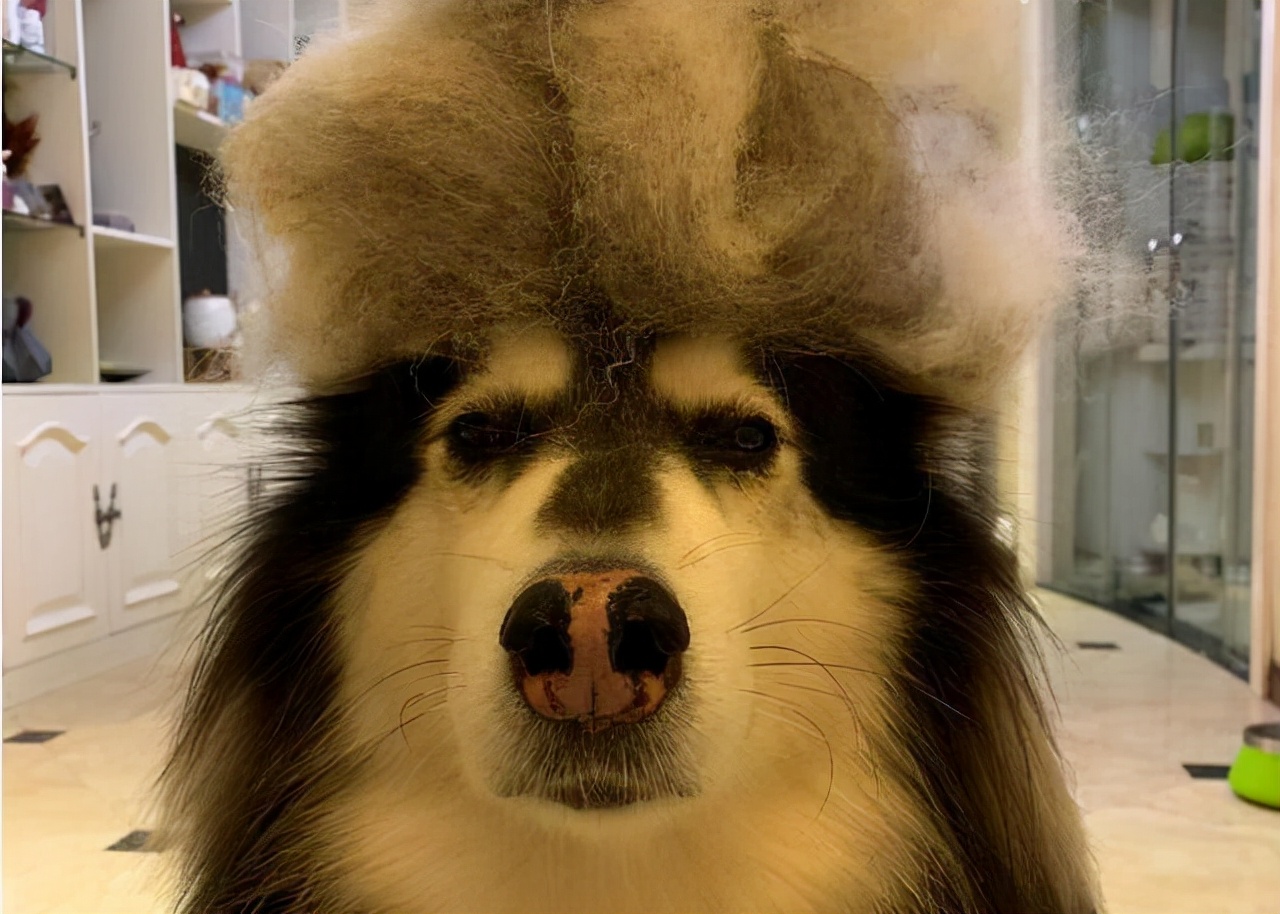 狗狗秋季掉毛严重什么原因,狗狗掉毛程度排行榜