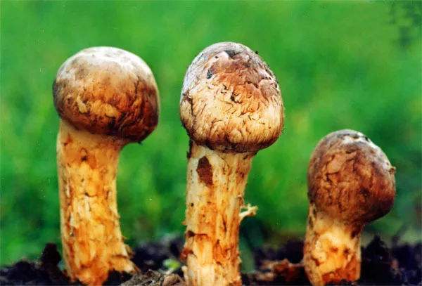 长白山特产十大品牌,长白山特产前十名排行