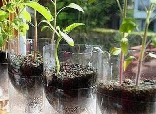 矿泉水瓶养花盆教程图,塑料瓶和花盆可以养花吗