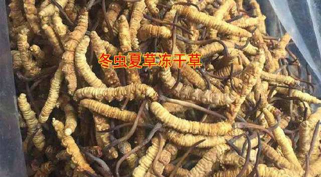 冬虫夏草假货多还是燕窝假货多,冬虫夏草断草有假货吗