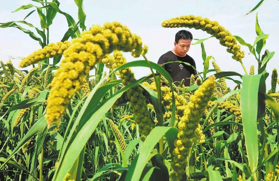 日本人租1500亩野草疯长5年,租地1500亩办农场