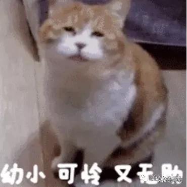 比小团团还火的女主播乔碧萝,斗鱼一姐小团团视频