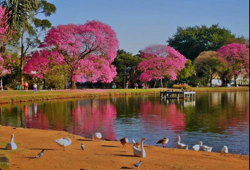 巴西的国庆节节在几月几日,巴西国庆节节是几月几日