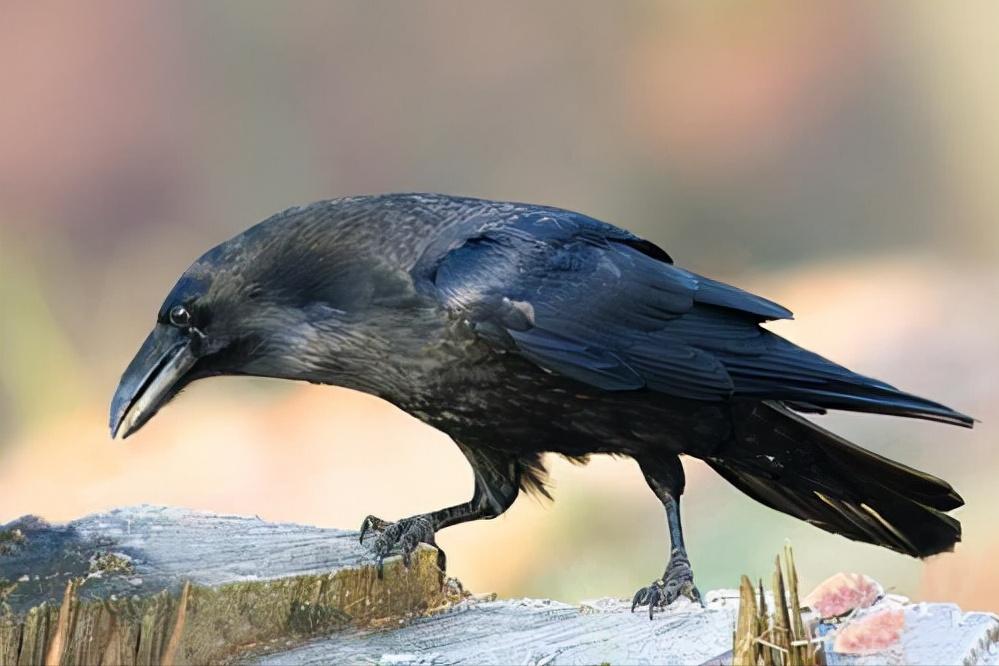 爱屋及乌是寓言成语故事吗,爱屋及乌成语告诉人们的道理