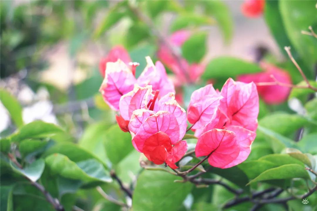 深圳哪个地方有玻璃桥,深圳玻璃桥免费开放吗