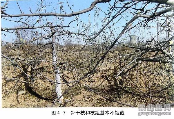 苹果树傻瓜式修剪技术详解,桃树傻瓜式修剪技术