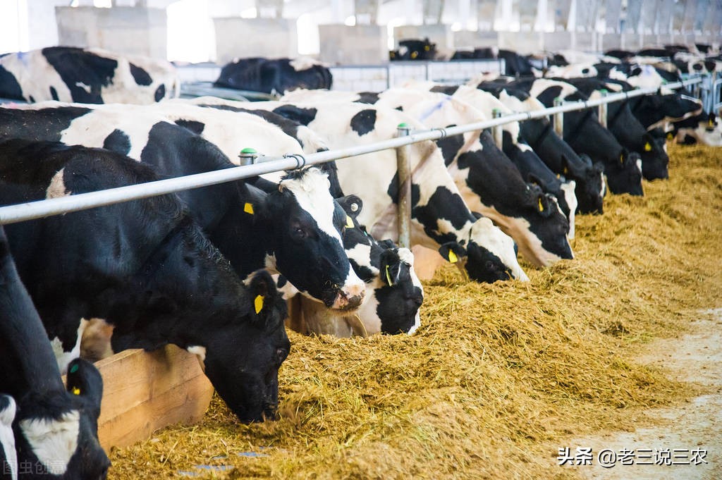 山西大哥养30头牛,山西大哥养牛