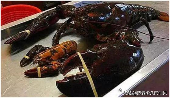 还记得那个“成精”的小龙虾吗？活力134岁，如今是这样的结局