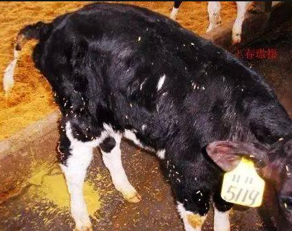 养牛常见疾病及预防方法,养牛最怕的咬牛的大飞虫是什么