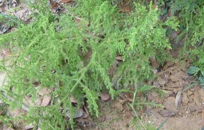 农村家里常见的蜈蚣,农村野生蜈蚣咋养