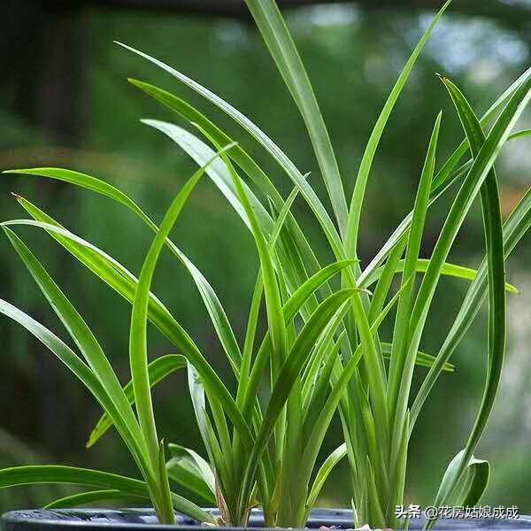 养兰花用深的盆好还是用浅的盆好,现在兰花能换盆么是浅种还是深种