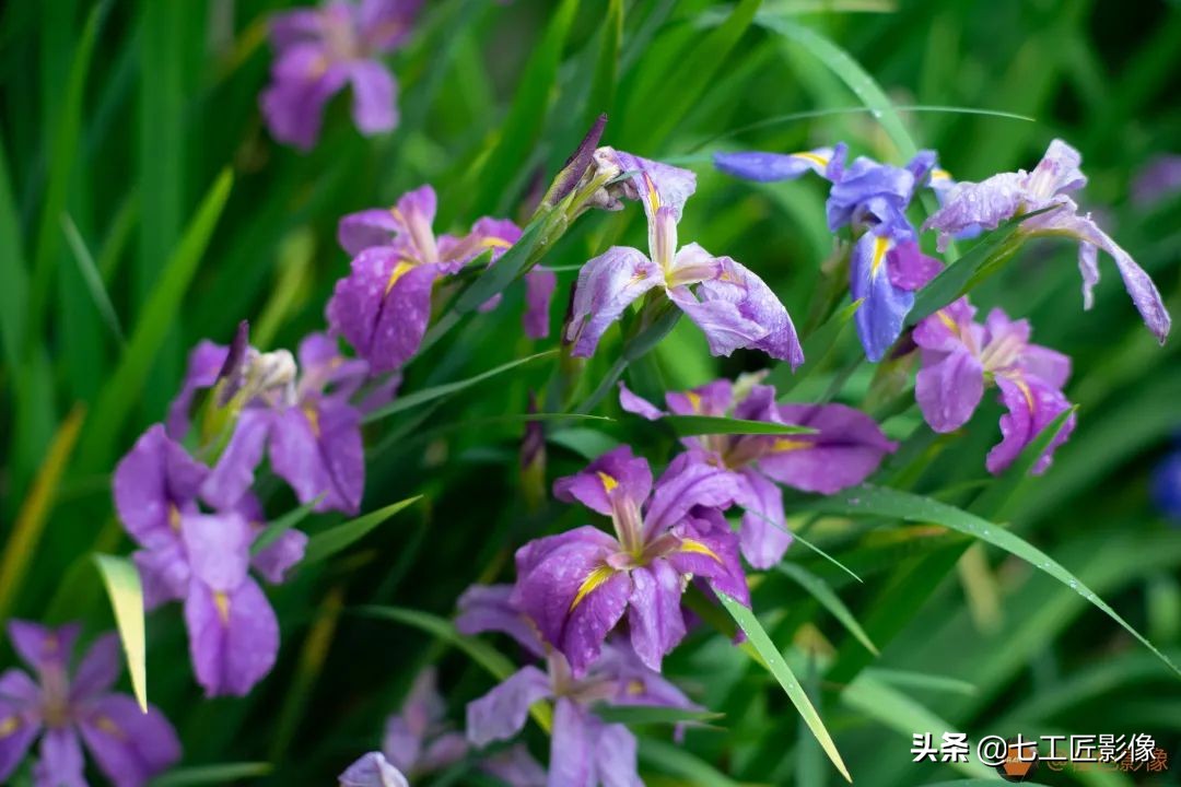 七工匠75mmf1.25夜神人像镜头,七工匠75mmf1.25参数