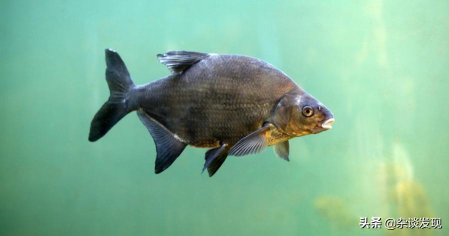 陆游的西湖情节,陆游的写山水诗文