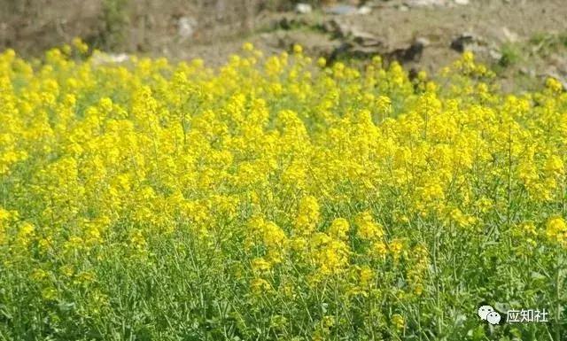 宁波踏青好去处自驾,宁波周边免费踏青爬山