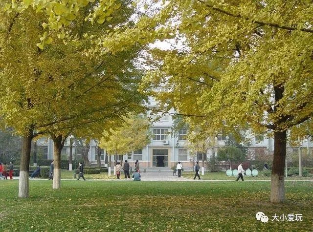 北京12处绝美的银杏林赏叶指南,北京银杏观赏地
