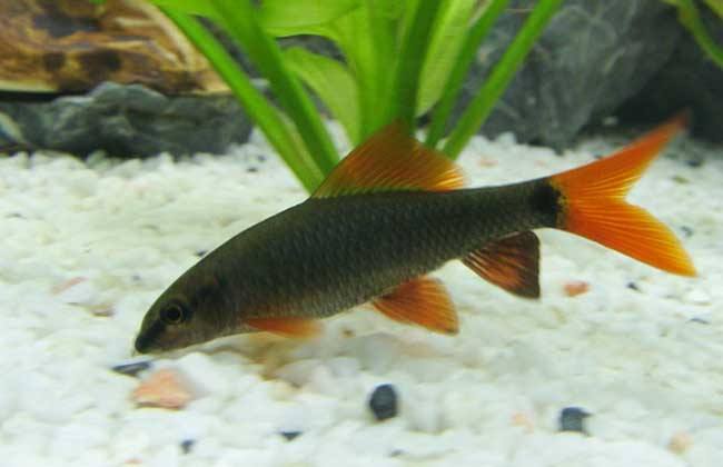 红尾黑鲨能吃青苔吗,观赏鱼黑鲨怕盐吗