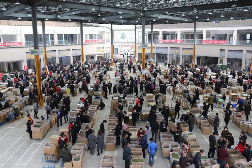 早上6点，去蒙顶山买茶是一种什么体验？