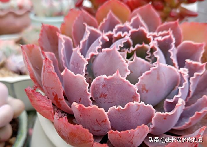 包菜类的多肉哪个品种比较耐热,佛罗伦萨和晚霞之舞多肉