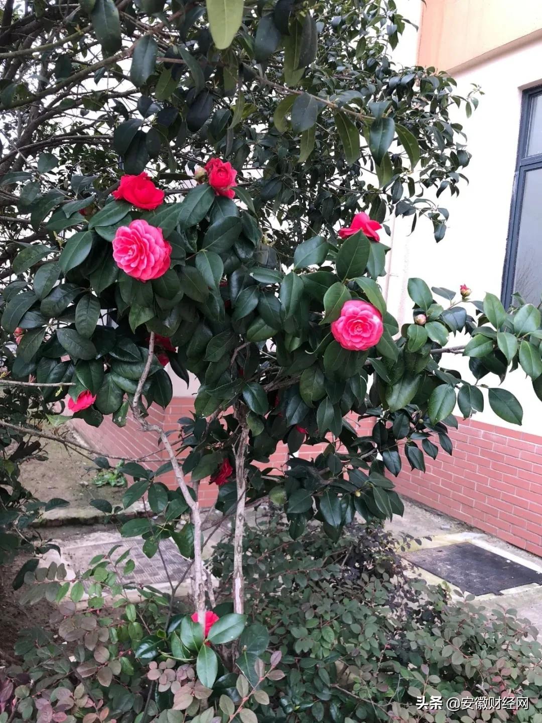 花都开好了现场完整版,花都开好了合唱合拍