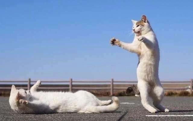 猫频繁舔毛是怎么回事,家猫经常舔人是怎么回事