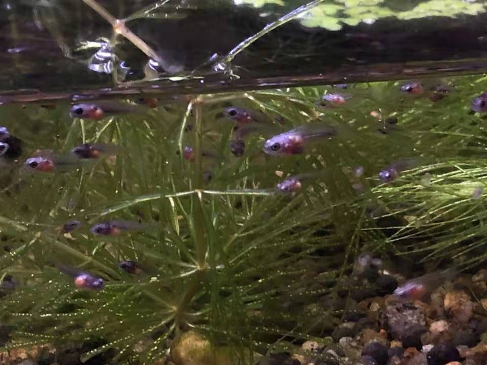 中国斗鱼繁殖直播教程视频,繁殖中国斗鱼要多大的鱼缸