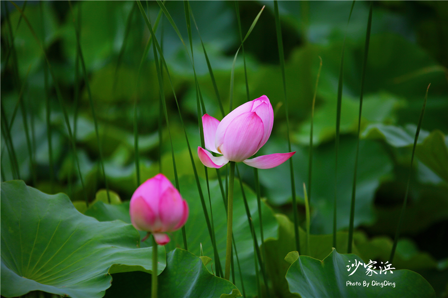 常熟哪里有荷花,江苏常熟荷花景区
