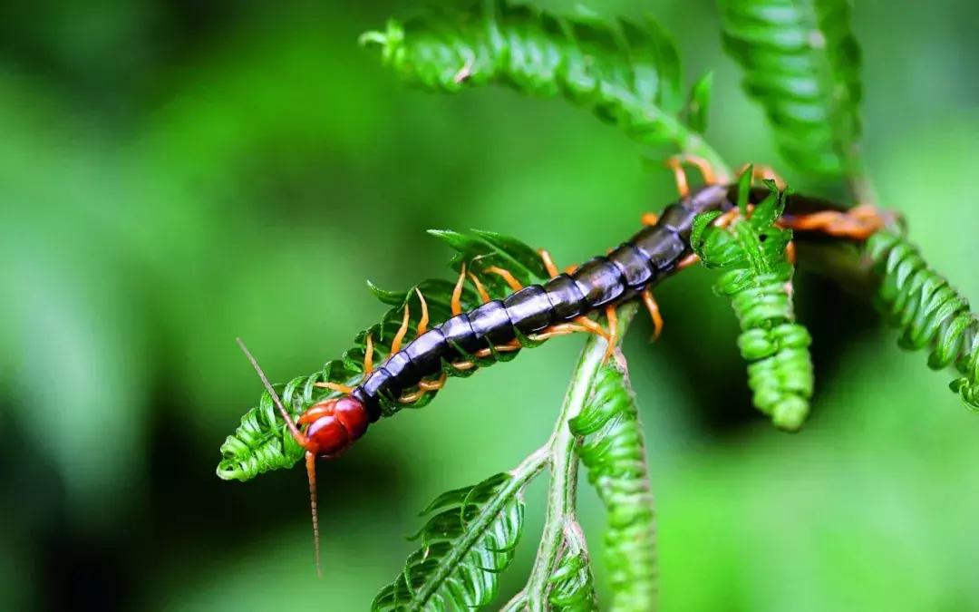 端午五毒是指哪5种,端午节常说五毒是哪五毒