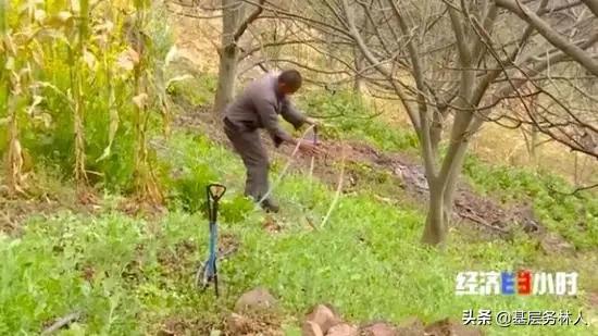 云南核桃批发价是多少钱一斤,云南的核桃价格多少一斤