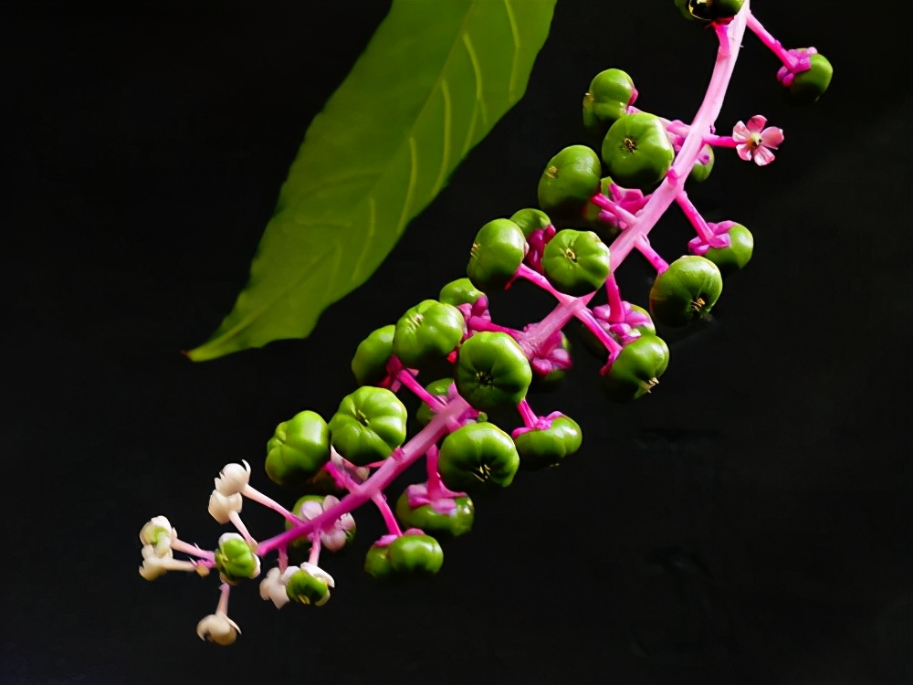 野外常见有毒植物科普,野外哪些植物有毒