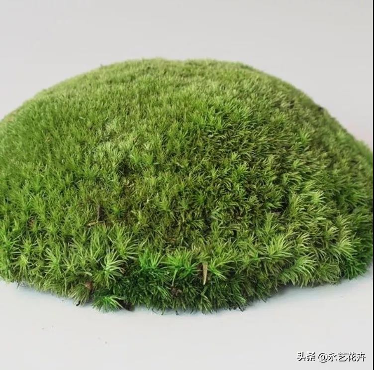 永生花苔藓植物墙,永生苔藓的价格