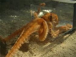 章鱼有9个大脑,章鱼有多聪明它有九个大脑