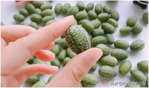 在农村创业九大赚钱项目,农村创业十大赚钱项目