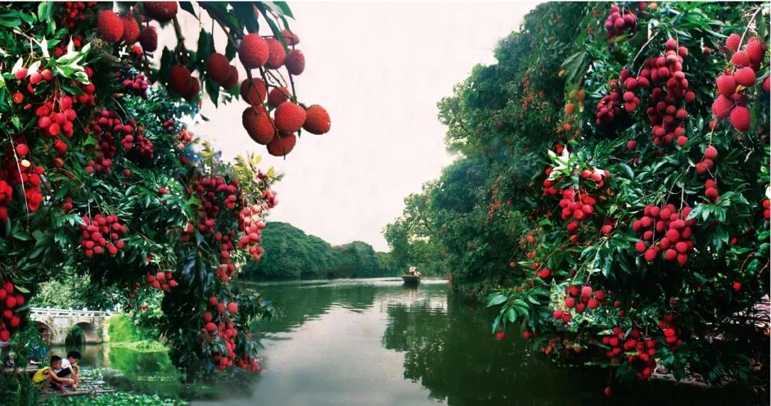 荔城无处不荔枝翻译,荔城无处无荔枝