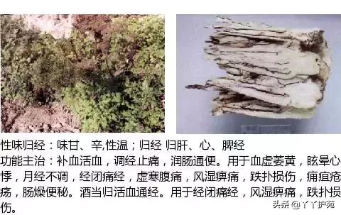 农村身边的中草药主治与功效,中草药全图谱与功效