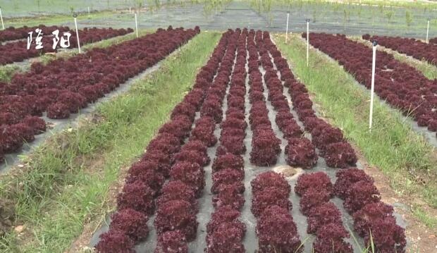 农业观光生态园发展前景,隆阳区金鸡万亩观光生态园地址